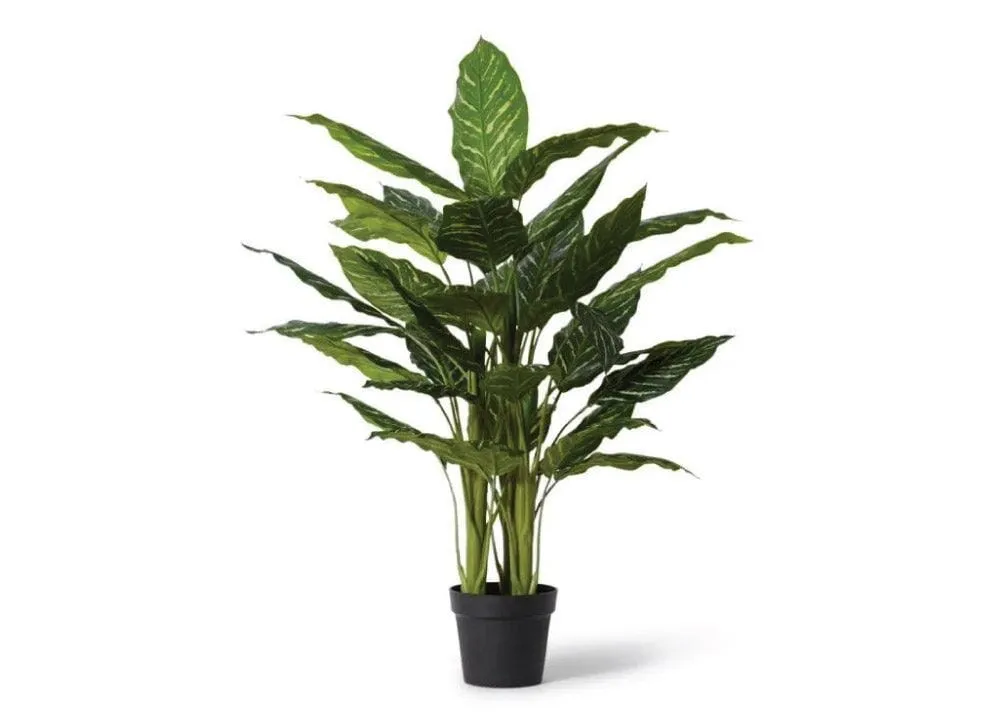 Aglaonema Plant