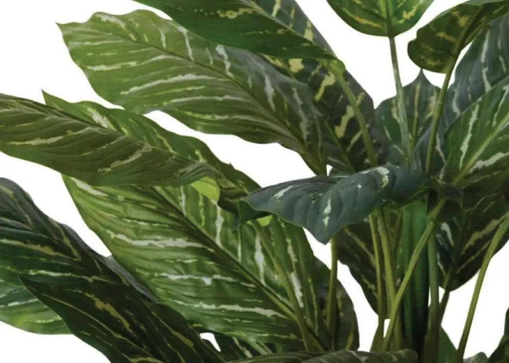 Aglaonema Plant