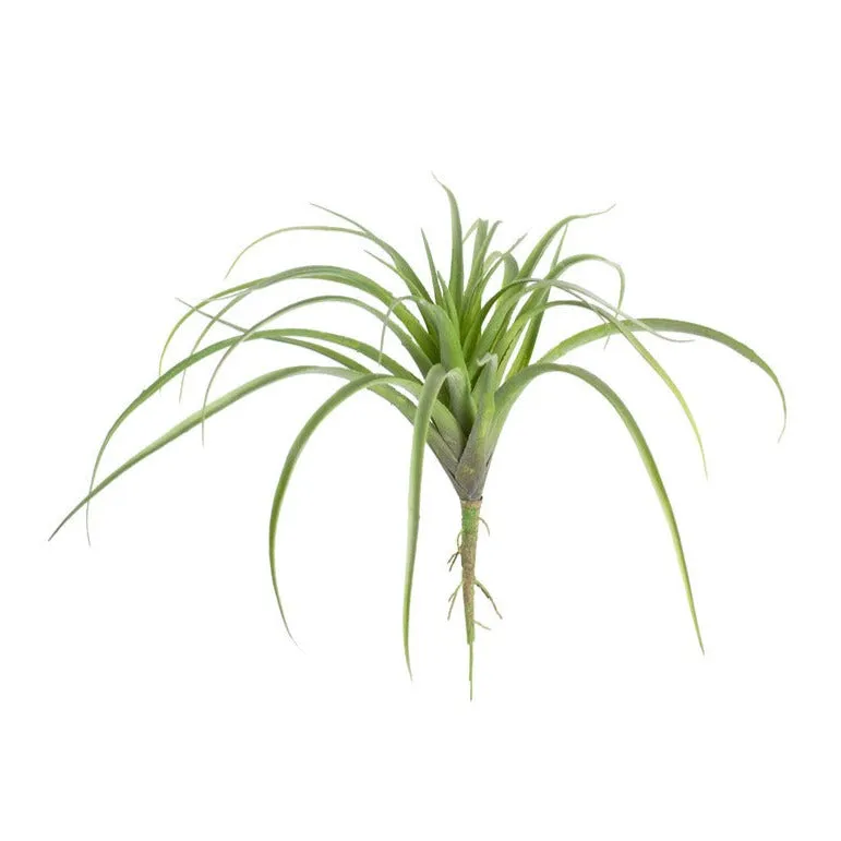 Gemma Air Plant