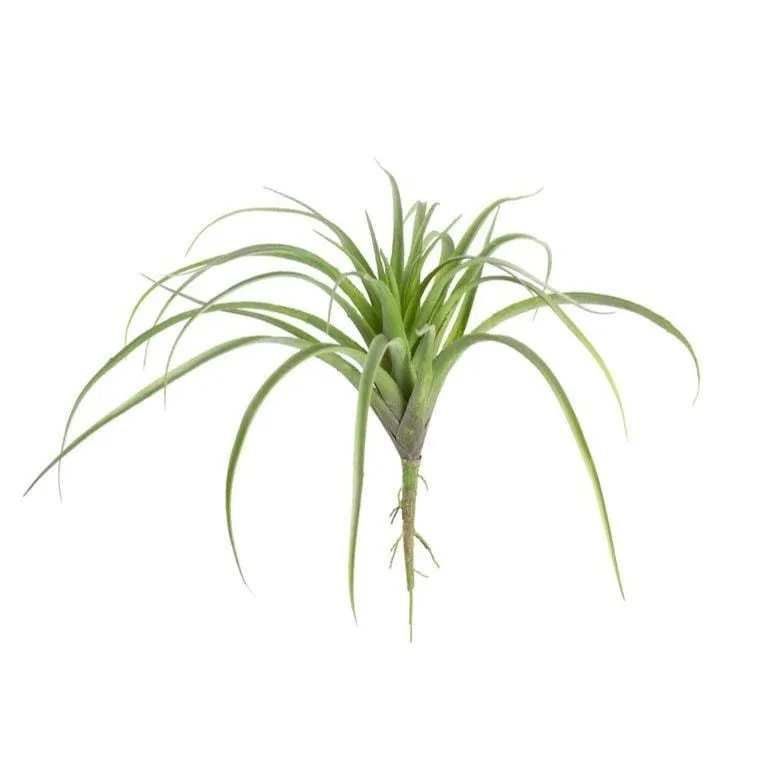 Gemma Air Plant