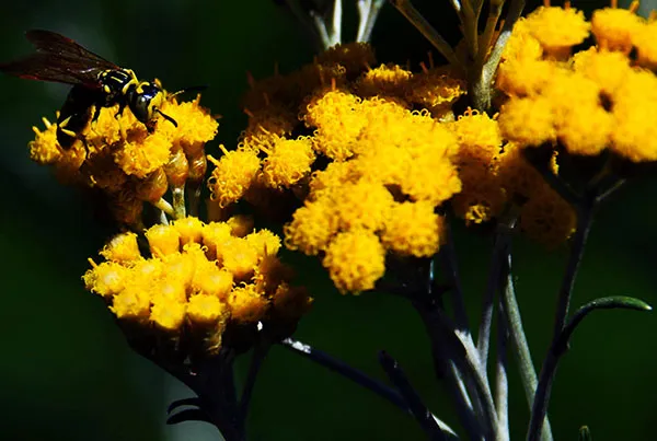 Helichrysum